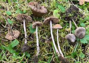 Závojenka plstnatá - Entoloma araneosum (Quél.) M. M. Moser