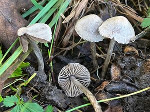 Závojenka plstnatá - Entoloma araneosum (Quél.) M. M. Moser