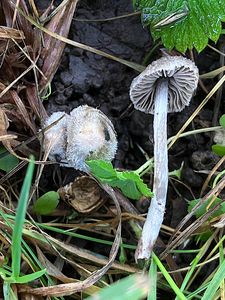 Závojenka plstnatá - Entoloma araneosum (Quél.) M. M. Moser