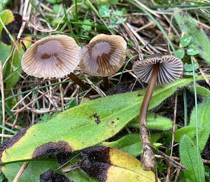 Helmovka šedolupenná - Mycena aetites (Fr.) Quél. 1872