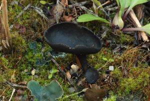 Chřapáč černý - Helvella corium (O. Weberb.) Massee