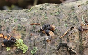 Hlívička unguicullaris - Hohenbuehelia unguicularis (Fr.) O.K. Mill. 1986