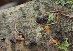 Hlívička unguicullaris - Hohenbuehelia unguicularis (Fr.) O.K. Mill. 1986