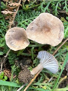 Strmělka pahorečná - Clitocybe collina (Velen.) Klán 1979