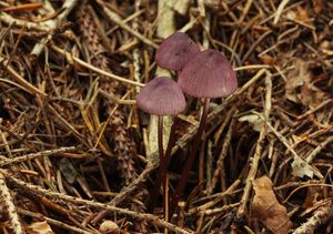 Helmovka hnědopurpurová - Mycena purpureofusca (Peck) Sacc. 1887