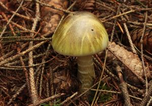 Muchomůrka zelená - Amanita phalloides (Vaill. ex Fr.) Link 1833