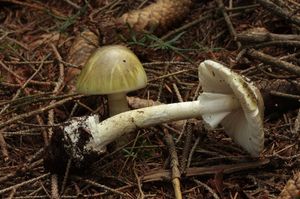Muchomůrka zelená - Amanita phalloides (Vaill. ex Fr.) Link 1833