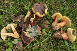 Hřib parkový - Hortiboletus bubalinus (Oolbekk. & Duin) L. Albert & Dima 2015