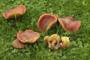 Hřib parkový - Hortiboletus bubalinus (Oolbekk. & Duin) L. Albert & Dima 2015