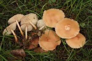 Špička obecná - Marasmius oreades (Bolton) Fr. 1836