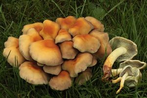 Třepenitka svazčitá - Hypholoma fasciculare  (Huds.) P. Kumm. 1871