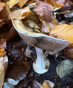 Pavučinec mirabelkový - Cortinarius amoenolens Rob.Henry ex P.D.Orton