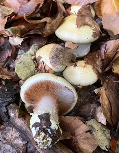 Pavučinec mirabelkový - Cortinarius amoenolens Rob.Henry ex P.D.Orton