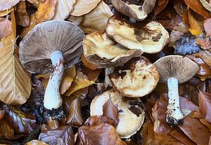 Pavučinec mirabelkový - Cortinarius amoenolens Rob.Henry ex P.D.Orton