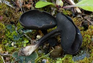 Chřapáč černý - Helvella corium (O. Weberb.) Massee