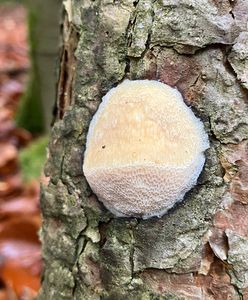 Outkovka žlutavá - Diplomitoporus flavescens (Bres.) Domańsky