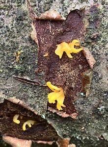 Krásnorůžek vidlený - Calocera furcata (Fr.) Fr. 1827