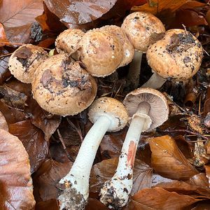 Pečárka lesní - Agaricus silvaticus Schaeff.