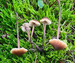 Cystidovka rybovonná var. širolistá - Macrocystidia cucumis var. latifolia (J. E. Lange) Imazeki et Hongo