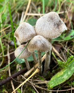 Závojenka plstnatá - Entoloma araneosum (Quél.) M. M. Moser