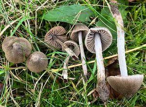 Závojenka plstnatá - Entoloma araneosum (Quél.) M. M. Moser