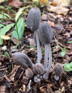 Hnojník zaječí - Coprinus lagopus (Fr.) Redhead, Vilgalys & Mo