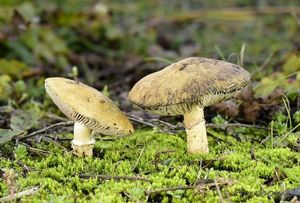 Límcovka věnčená - Stropharia coronilla