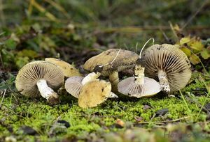 Límcovka věnčená - Stropharia coronilla