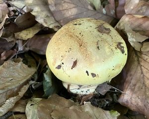 Pavučinec mirabelkový - Cortinarius amoenolens Rob.Henry ex P.D.Orton