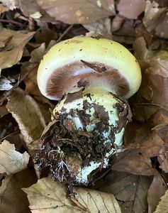 Pavučinec mirabelkový - Cortinarius amoenolens Rob.Henry ex P.D.Orton