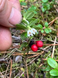 Brusnice brusinka  (Vaccinium vitis)