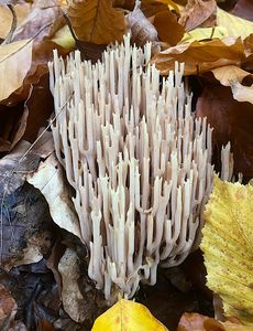 Kuřátka přímá - Ramaria stricta (Pers.) Quél. 1888