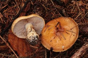 Pavučinec různý - Cortinarius(Phlegmacium)varius(Schaeff.)Fr.