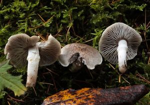 Čirůvka kroužkatá - Tricholoma cingulatum(Almfelt) Jacobasch