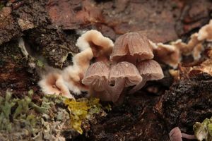 Helmovka korová - Mycena meliigena (Berk. & Cooke) Sacc. 1887