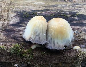 Hnojník domácí - Coprinus domesticus (Bolt.: Fr.) Gray