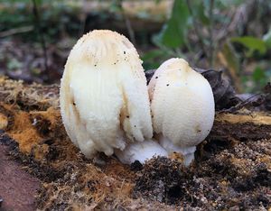 Hnojník domácí - Coprinus domesticus (Bolt.: Fr.) Gray