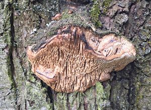 Síťkovec dubový - Daedalea quercina  (L.) Pers. 1801