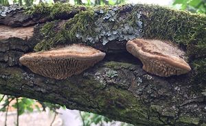 Síťkovec dubový - Daedalea quercina  (L.) Pers. 1801