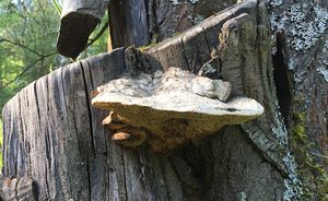 Síťkovec dubový - Daedalea quercina  (L.) Pers. 1801