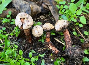 Palečka brvitá - Tulostoma fimbriatum Fr.