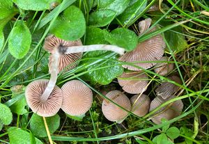 Křehutka trpasličí - Psathyrella pygmaea (Bull.) Singer