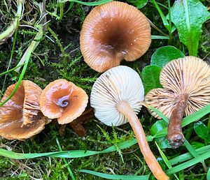 Ryzec olšový - Lactarius obscuratus (Lasch) Fr. 1838