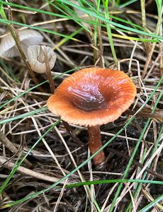 Ryzec olšový - Lactarius obscuratus (Lasch) Fr. 1838