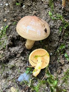 Ryzec palčivý - Lactarius pyrogalus