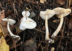 Bedla crystallifer - Leucoagaricus crystallifer Vellinga