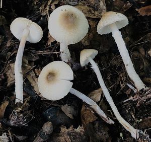 Bedla Forquignonova - Lepiota forquignonii Quél.