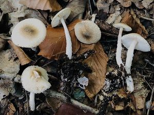 Bedla Forquignonova - Lepiota forquignonii Quél.