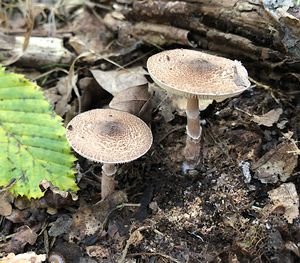 Bedla klamavá - Lepiota pseudolilacea Huijsman 1947