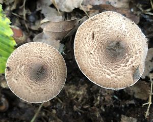 Bedla klamavá - Lepiota pseudolilacea Huijsman 1947